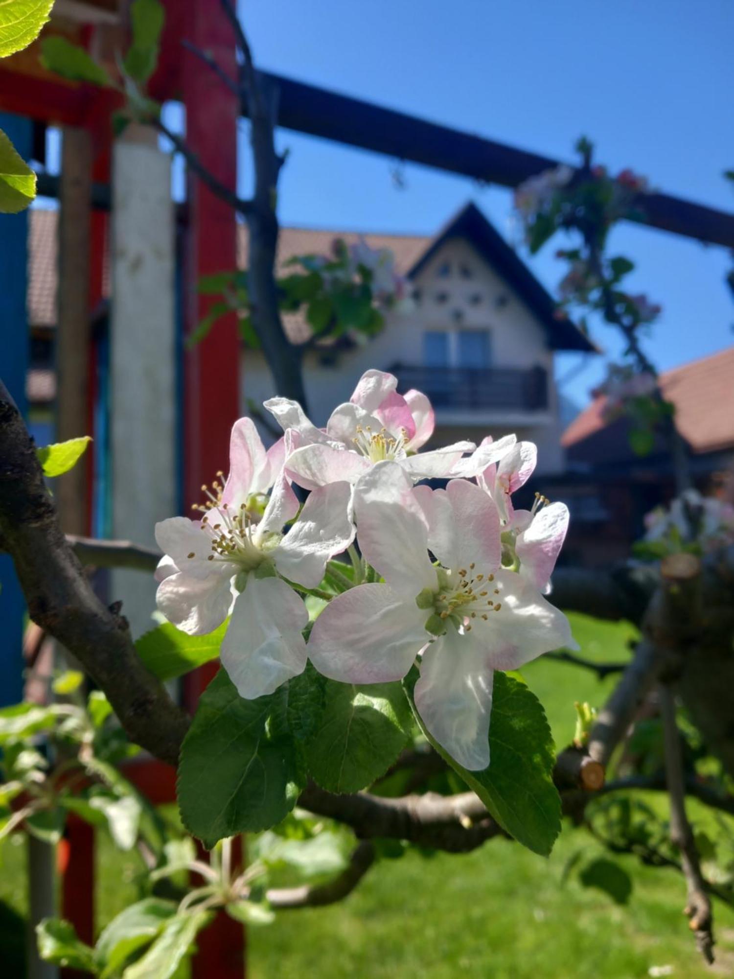 Апартаменты Edelweiss Ilinca Зэрнешти Экстерьер фото